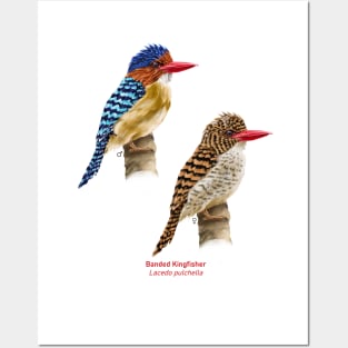 Banded kingfisher | Lacedo pulchella ⚥ Posters and Art